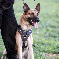 K9 Card